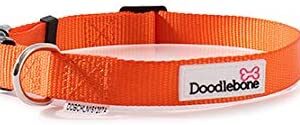 Doodlebone Bold Dog Collar (Medium, Orange)