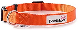 Doodlebone Bold Dog Collar (Medium, Orange)