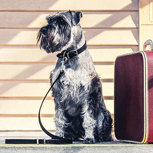 EzyDog Item Details Oxford Premium Adjustable Leather Dog Collar - Extra Large - Black - Image 3