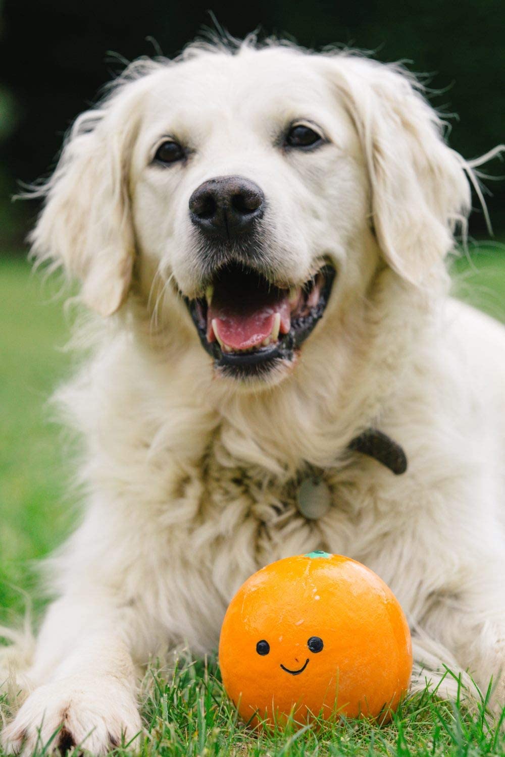 Petface Latex Orange Soft Chew Dog Toy, Small - Image 2