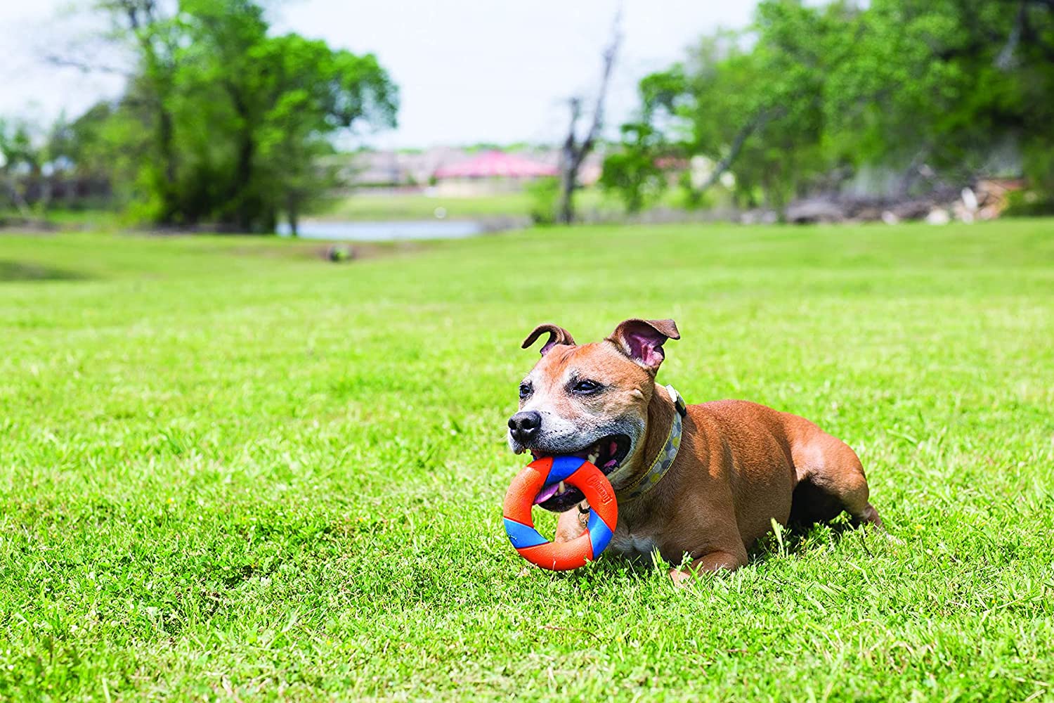 Chuckit! Ultra Ring Rubber Dog Toy Chase and Fetch Play High-Visibility Durable Chew Toy - Image 3