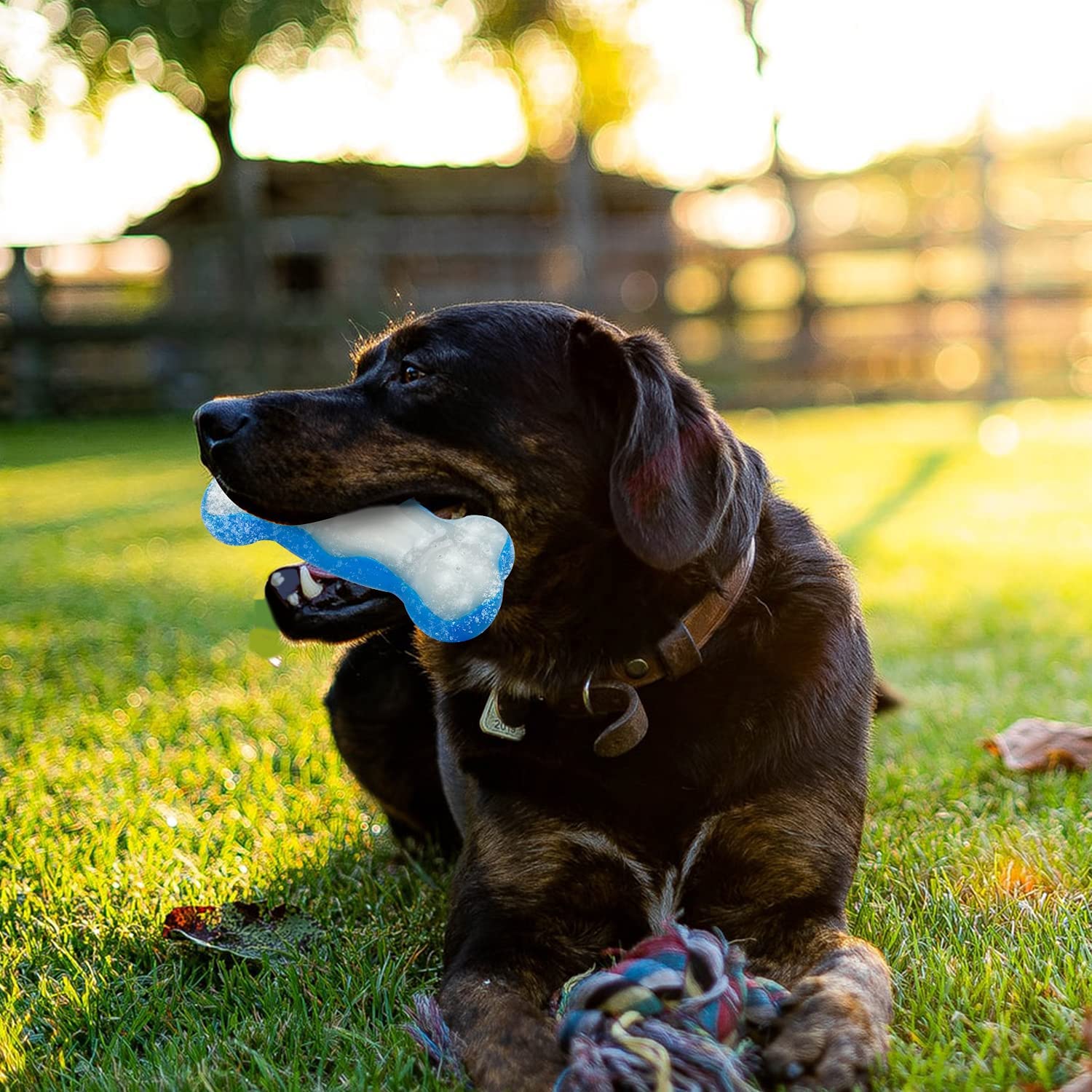 ALL FOR PAWS Chill Out Cooling Dog Toy Frozen Summer Cool Ice Bone Chew Toy Hydration Refreshing Fetch Bone - Large - Image 3