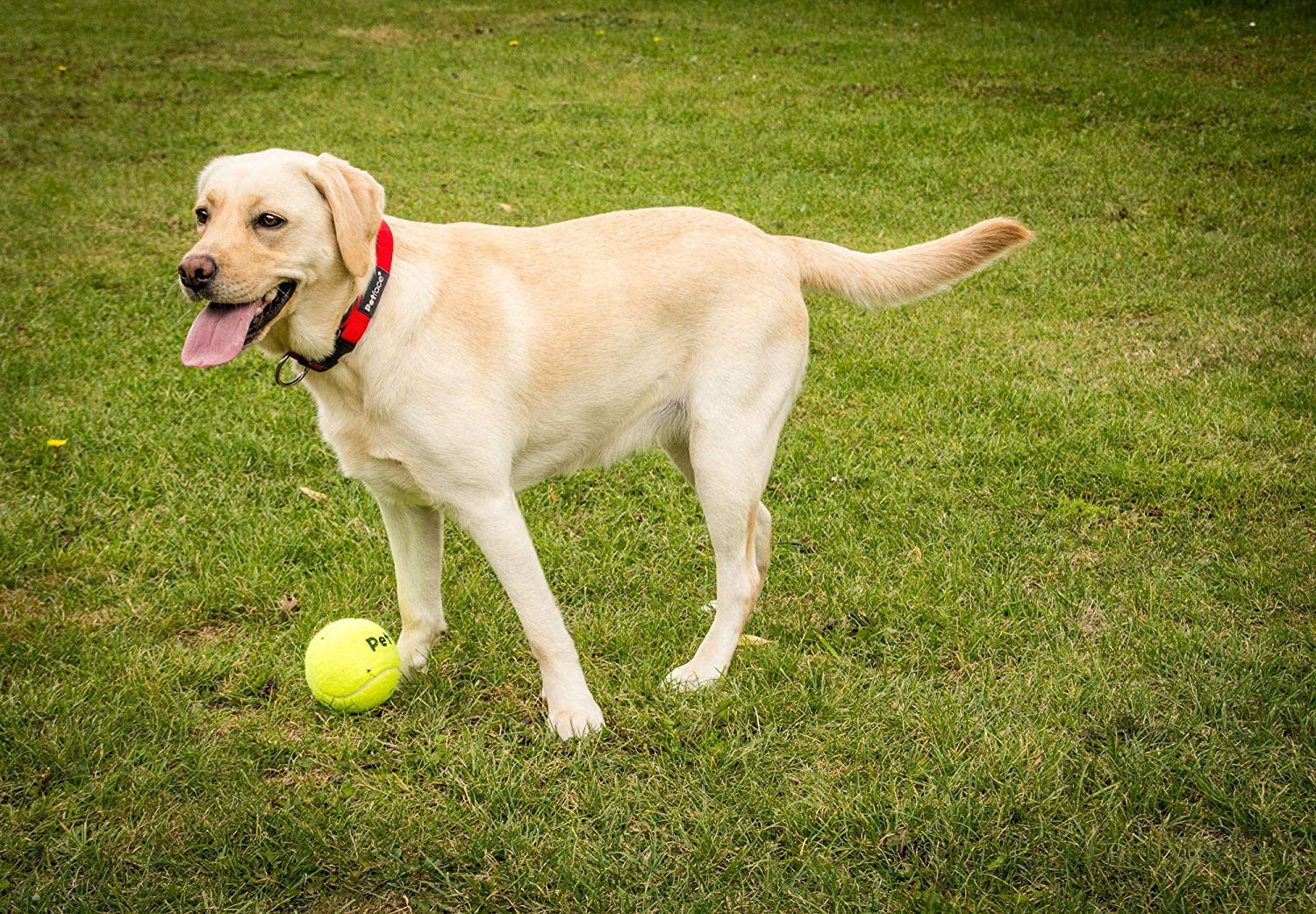 Petface Super Tennis Balls For Dogs, Throw and Fetch, Outdoor Exercise, 12 Pack - Image 4