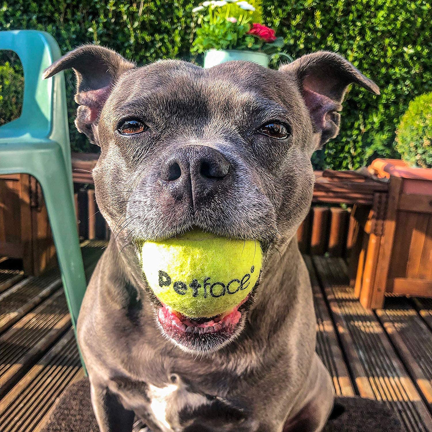 Petface Super Tennis Balls For Dogs, Throw and Fetch, Outdoor Exercise, 12 Pack - Image 3
